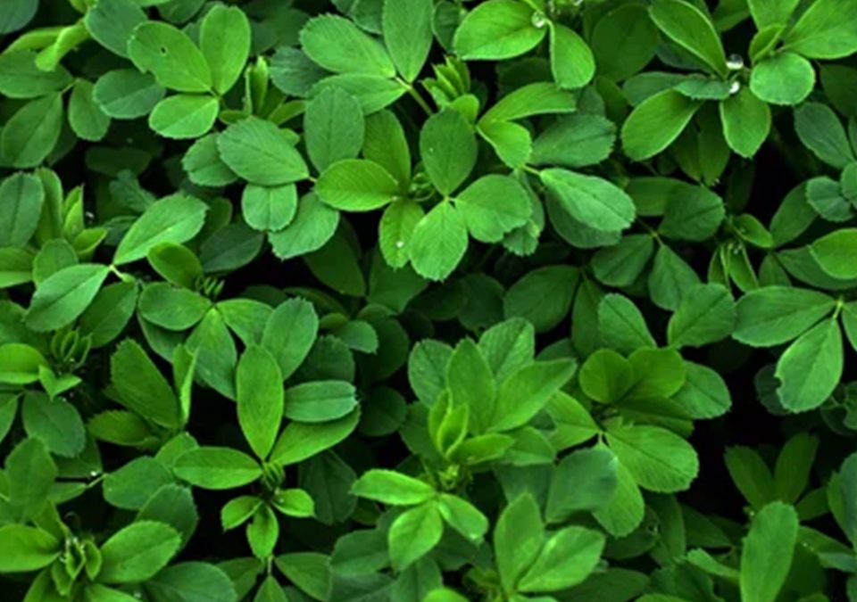 ALFALFA LEAVES CRUSHED