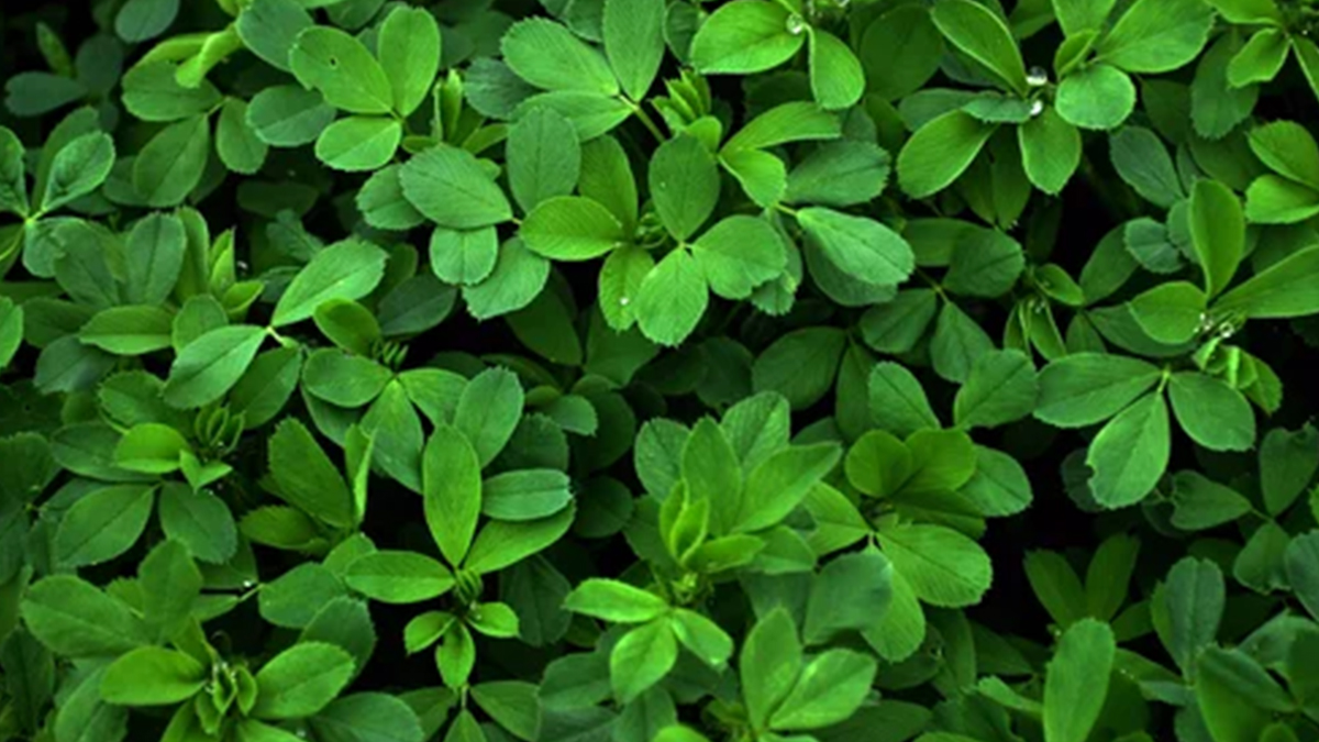 ALFALFA LEAVES CRUSHED