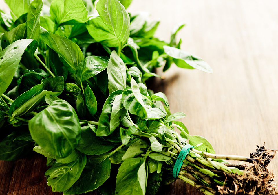 Basil leaves whole