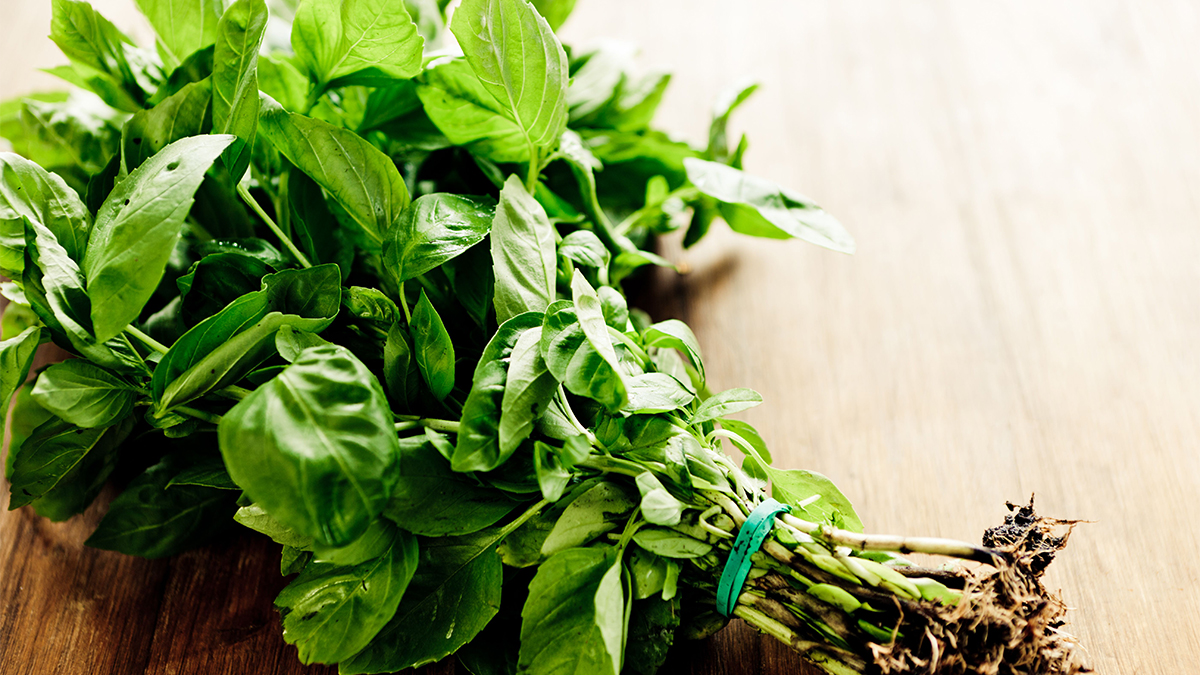 Basil leaves whole