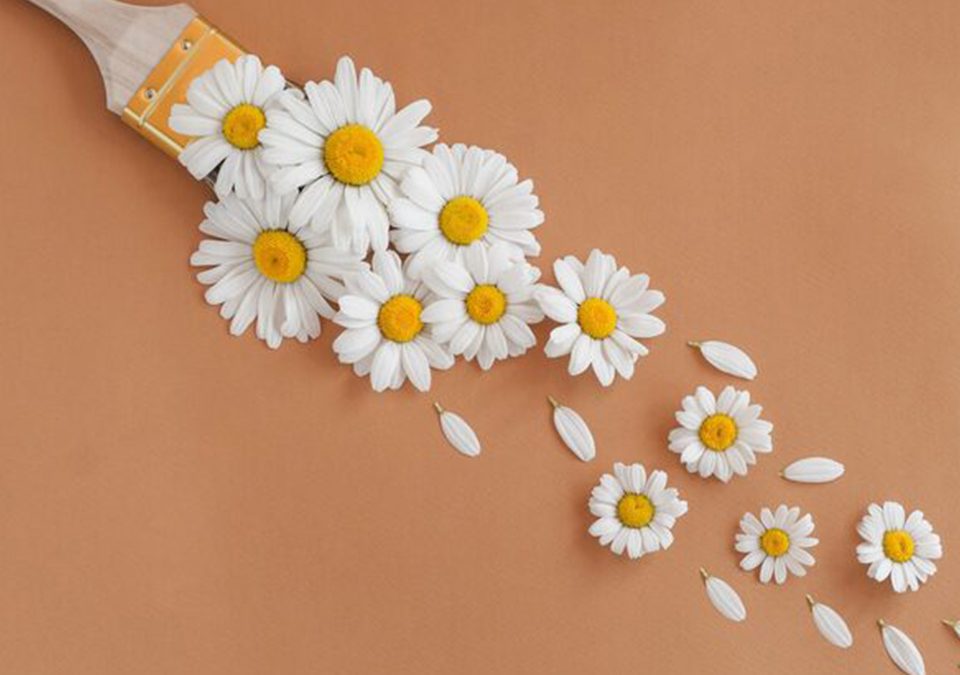 Chamomile Petals
