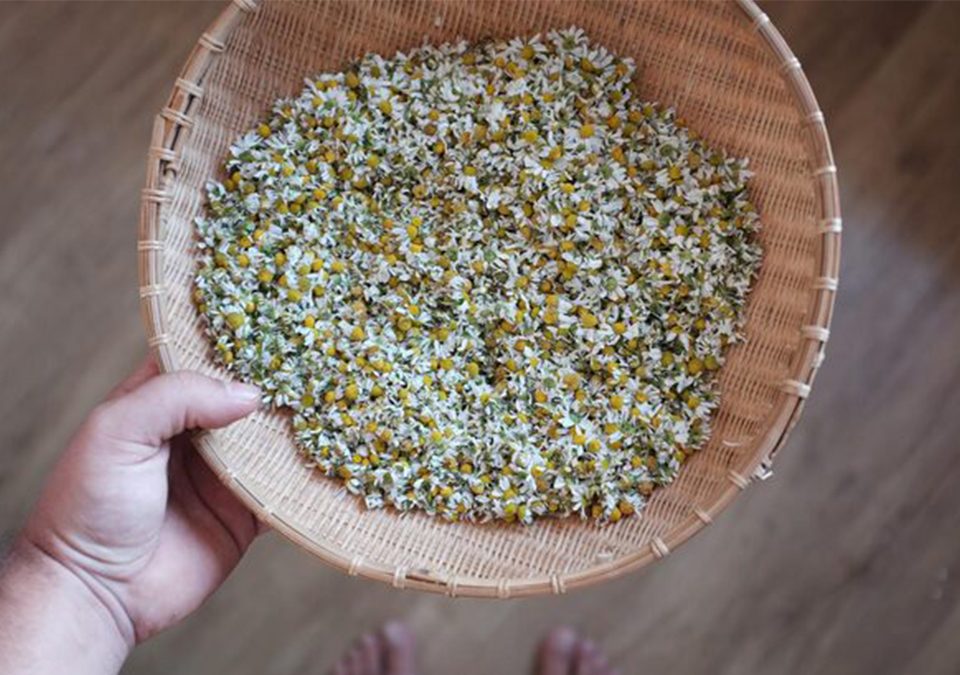 Chamomile Pollen Seeds