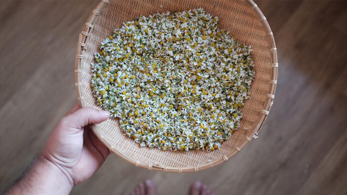 Chamomile Pollen Seeds