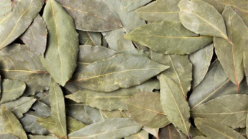 Laurel Leaves Cut