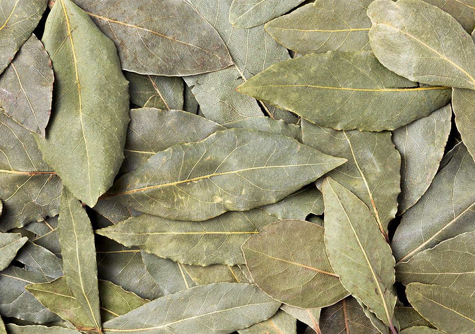 Laurel Leaves Cut