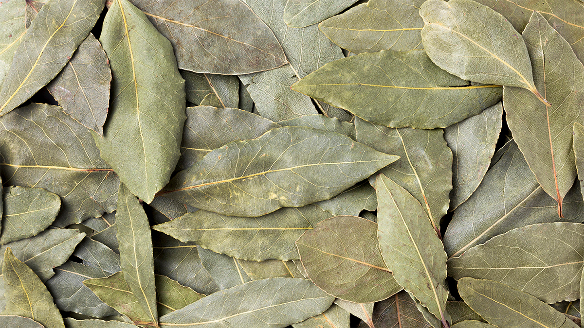 Laurel Leaves Cut