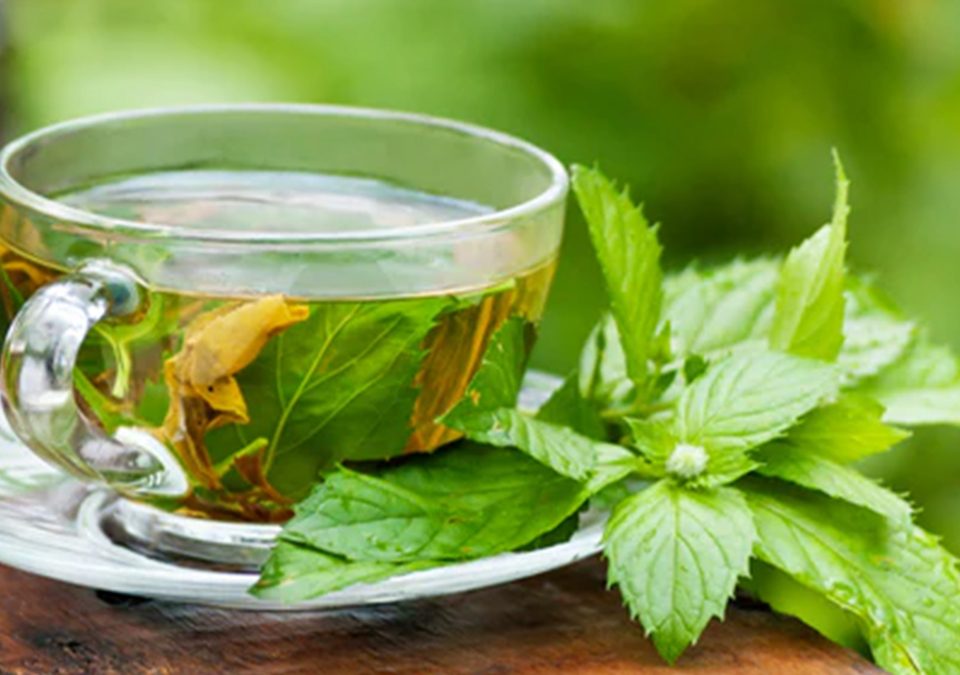 Peppermint Leaves TBC